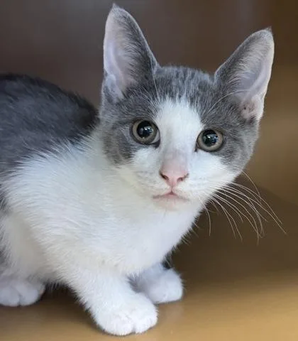 A baby small-sized female Domestic Short Hair cat named Bandit $ for adoption in Seneca, SC