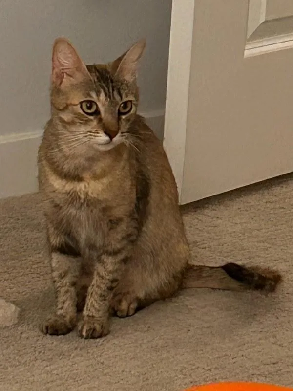 An adult medium-sized female Domestic Short Hair cat named Cynthia Rose for adoption in Bonsall, CA