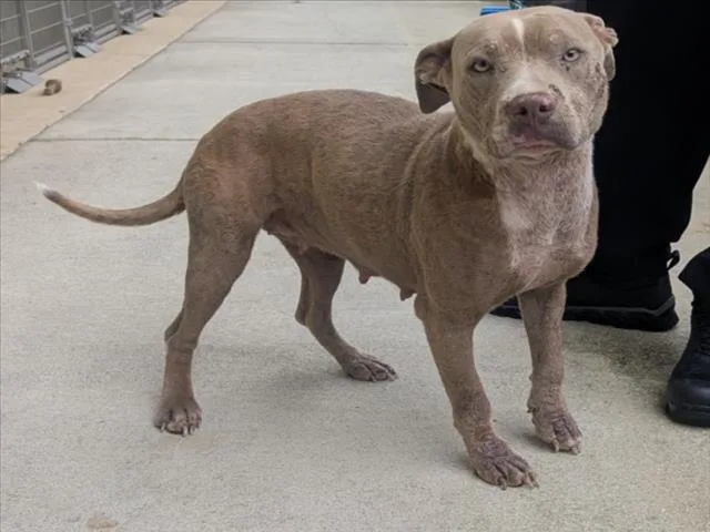 A young large-sized female Staffordshire Bull Terrier dog named Sheisty for adoption in Mobile, AL