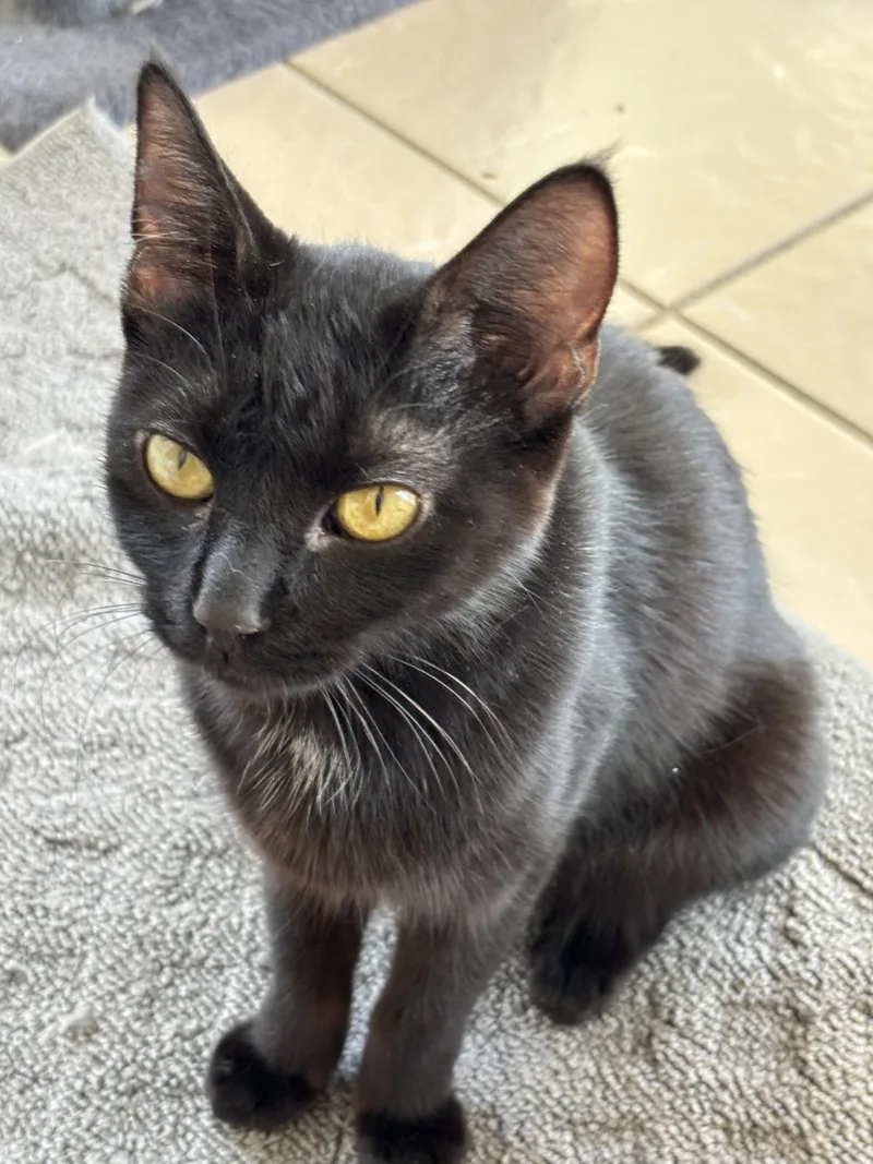 An adult medium-sized female Bombay cat named Midnight for adoption in Virginia Beach, VA