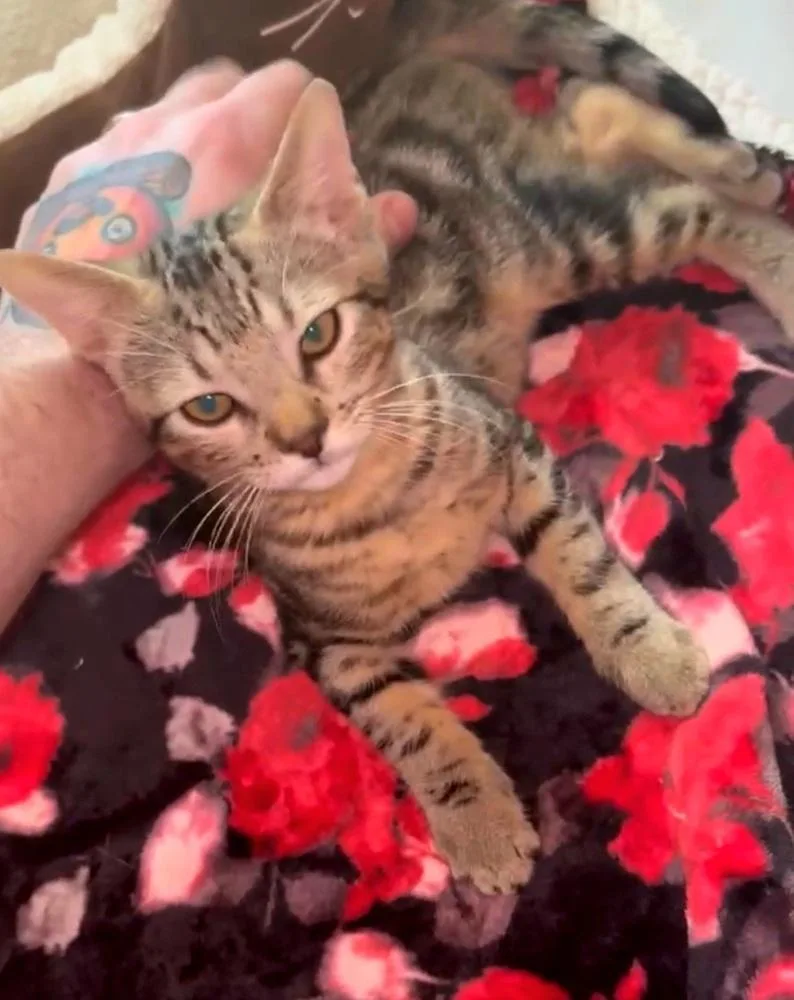 A baby small-sized male Gray / Blue / Silver Domestic Short Hair cat named Jalepeno for adoption in Bossier City, LA