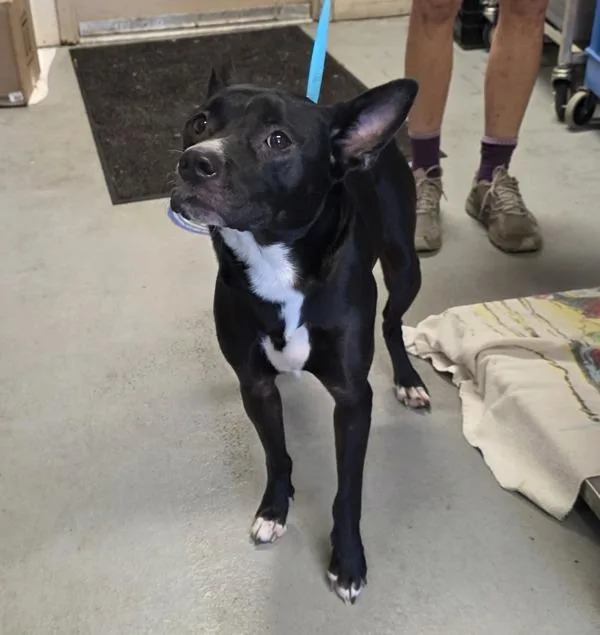An adult medium-sized female Mixed Breed dog named Periwinkle for adoption in Troutdale, OR