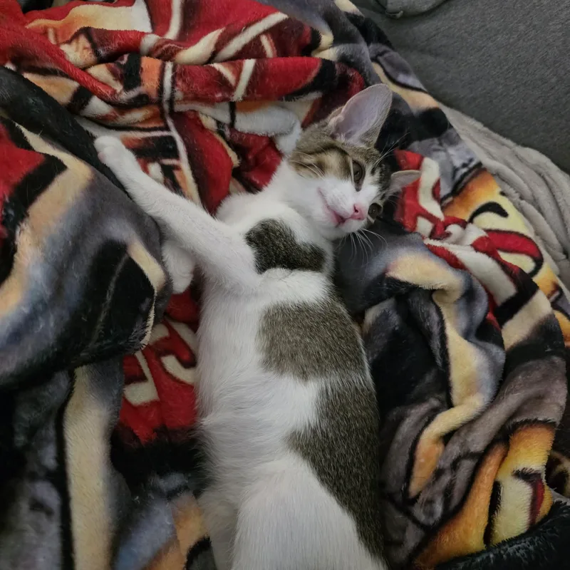 A young medium-sized male Tabby (Buff / Tan / Fawn) Domestic Short Hair cat named JoJo for adoption in Litchfield Park, AZ