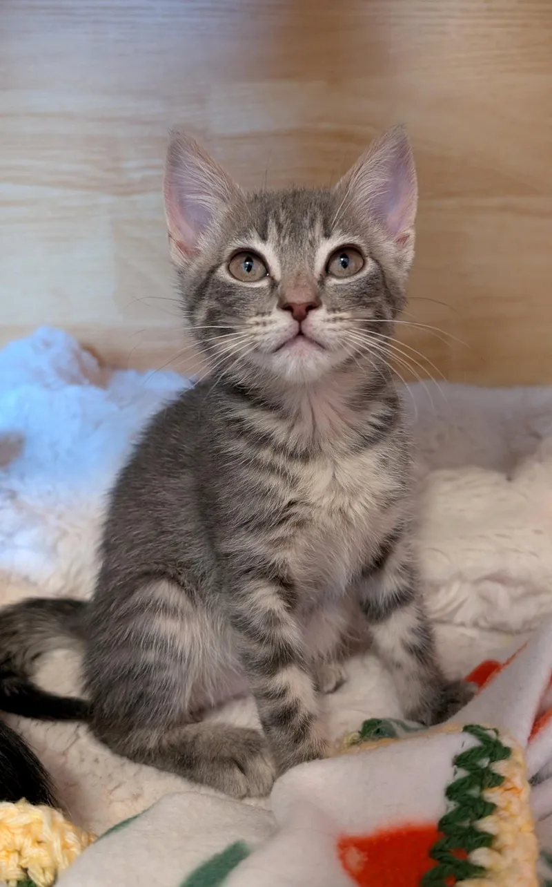 A baby medium-sized female Gray & White Domestic Short Hair cat named Nessarose for adoption in Beaverton, OR