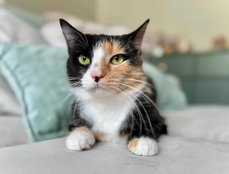 A young small-sized female Calico Domestic Short Hair cat named Bonnie for adoption in Manchester, MD