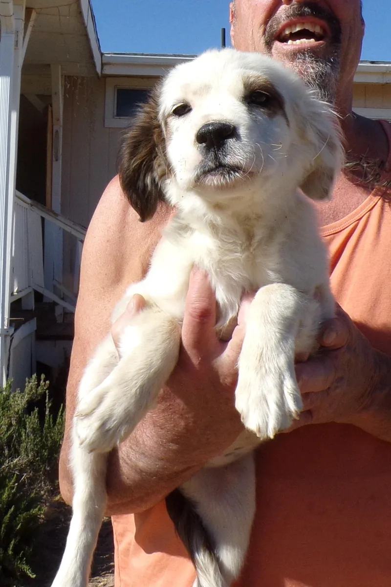 A baby medium-sized female White / Cream Brittany Spaniel dog named Candy for adoption in Corona, CA