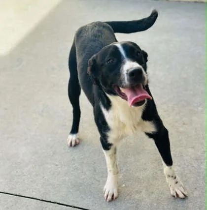 An adult medium-sized male Mixed Breed dog named Moss for adoption in West Chester, PA