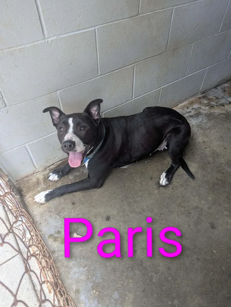 A young medium-sized female Black Pit Bull Terrier dog named Paris for adoption in Logan, OH
