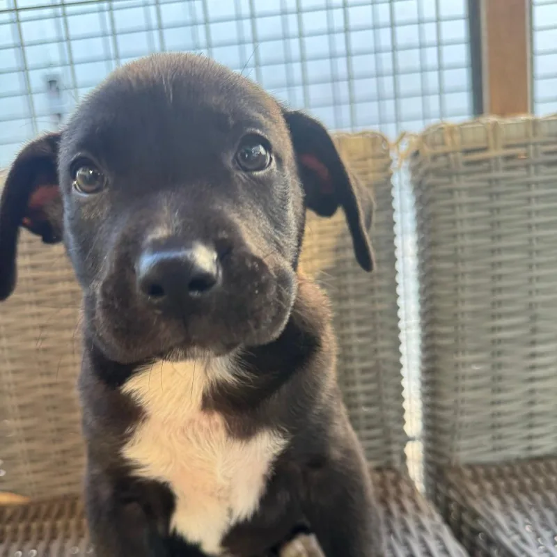 A baby small-sized male Black Border Collie dog named Oliver for adoption in Sacramento, CA