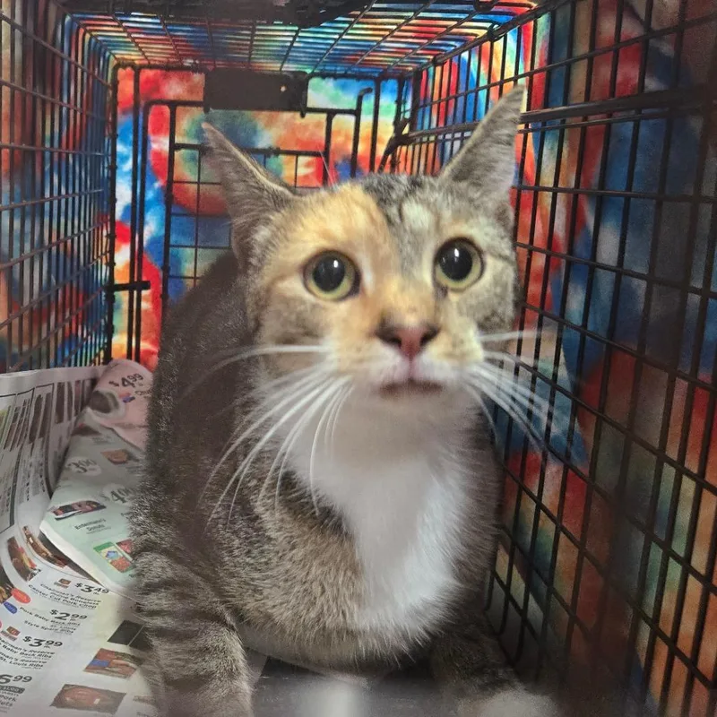 A baby small-sized female Calico Domestic Short Hair cat named Nana for adoption in Newark, NJ