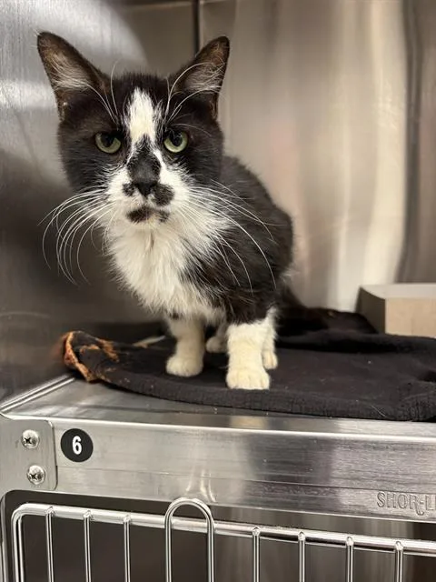 An adult medium-sized female Domestic Short Hair cat named Dora for adoption in Indianapolis, IN