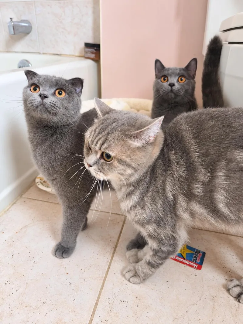 A young medium-sized female Scottish Fold cat named Seraphina for adoption in Staten Island, NY