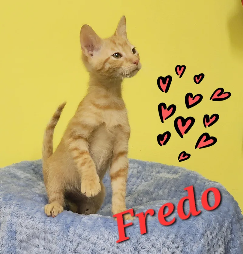 A baby medium-sized male Tabby (Orange / Red) Domestic Short Hair cat named Fredo for adoption in Memphis, TN