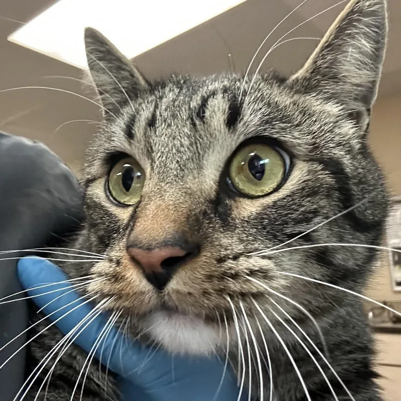 An adult large-sized male Brown / Chocolate Domestic Short Hair cat named Harry The Cat for adoption in Flagstaff, AZ