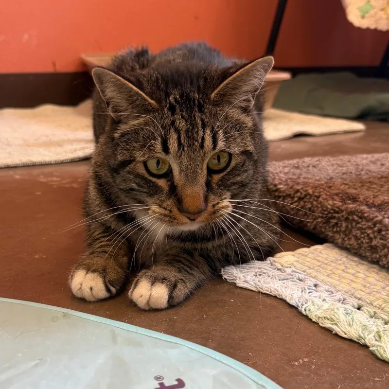 Harry The Cat  thumbnail 3