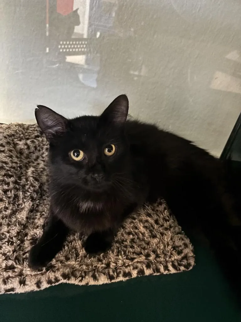 A young large-sized male Domestic Medium Hair cat named Panther for adoption in Little Elm, TX