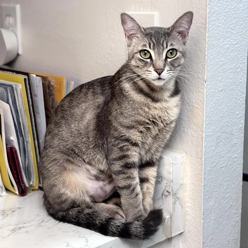 A young medium-sized female Gray / Blue / Silver Domestic Short Hair cat named Luna for adoption in Long Beach, CA