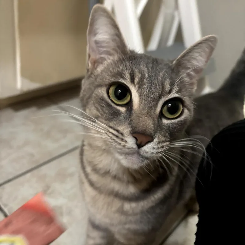 Luna thumbnail 4