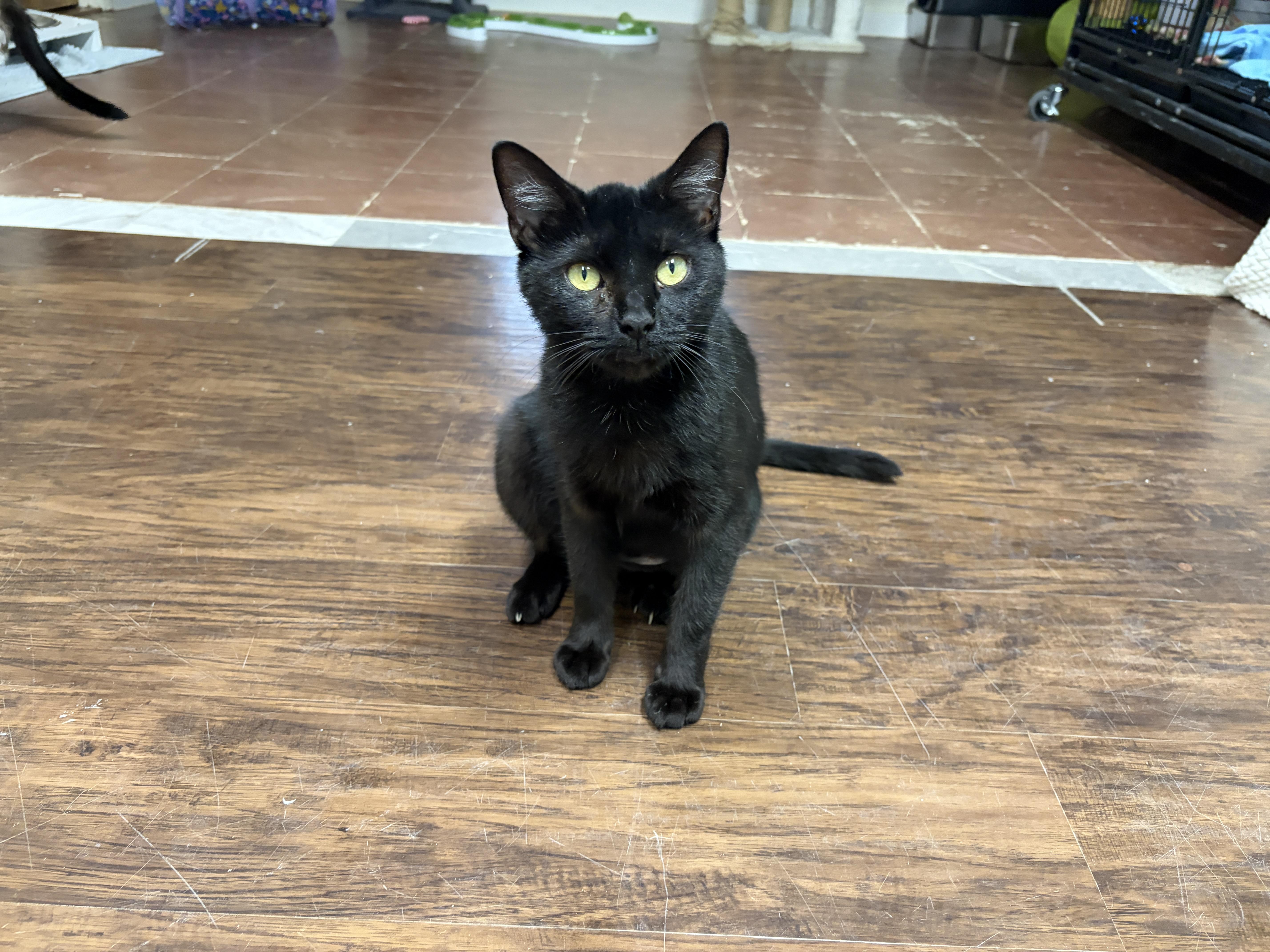 An adult medium-sized female Black Domestic Short Hair cat named Brynlee for adoption in Perry, GA
