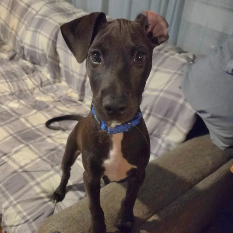 A baby medium-sized male Terrier dog named Apapane for adoption in South Plainfield, NJ