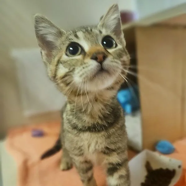 A baby small-sized female Domestic Short Hair cat named Ornament for adoption in Oakland, CA