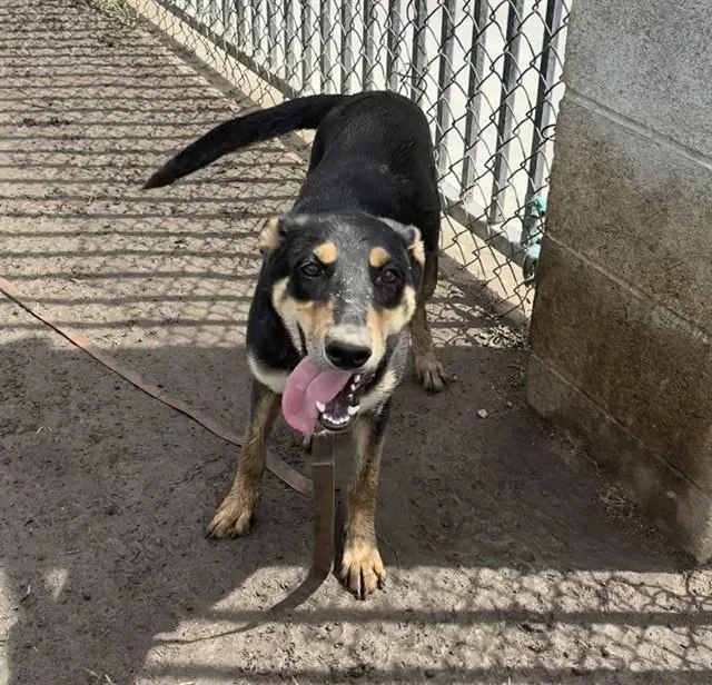 A young small-sized female Shepherd dog named Luna for adoption in Riverside, CA