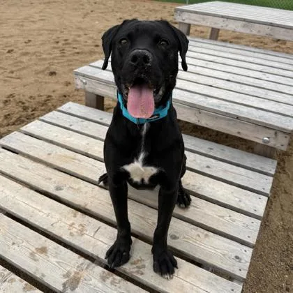 A young medium-sized male Mixed Breed dog named Snoopy for adoption in Janesville, WI