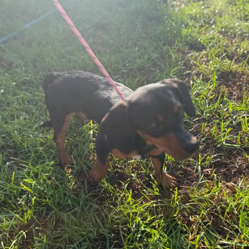 A young small-sized male Black Dachshund dog named Link for adoption in Baton Rouge, LA