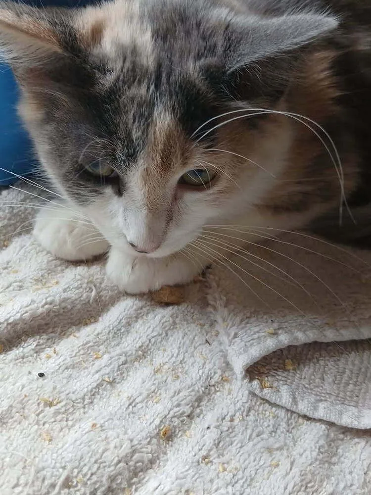 A baby small-sized female Domestic Medium Hair cat named Lyra for adoption in Thatcher, AZ