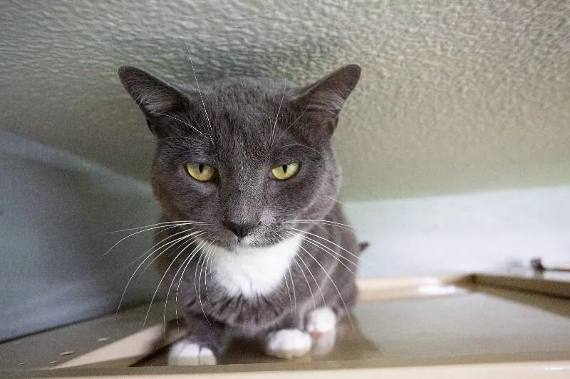 An adult medium-sized male Gray & White Domestic Short Hair cat named Aries for adoption in Arlington, WA