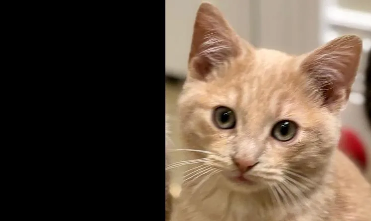 A baby small-sized female Domestic Short Hair cat named Butter for adoption in Chicago, IL