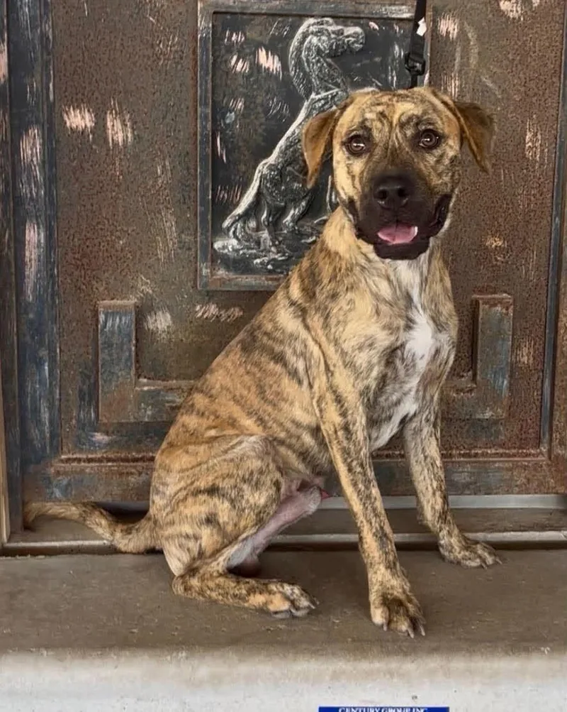 A young medium-sized male Brindle Plott Hound dog named Parker for adoption in Media, PA