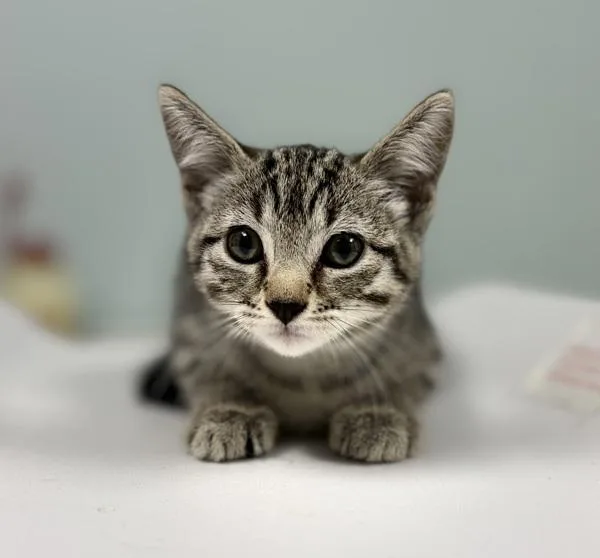 A baby medium-sized female Domestic Short Hair cat named Chalupa for adoption in Sioux City, IA