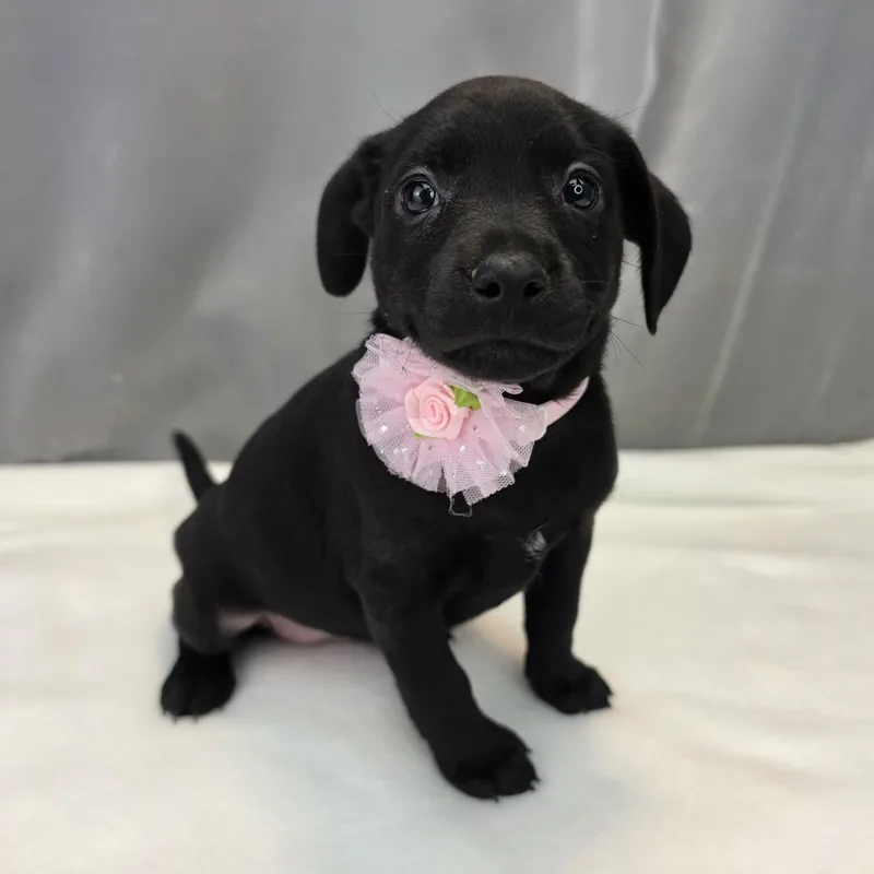 A baby medium-sized female Black Labrador Retriever dog named Aspen for adoption in Foley, AL