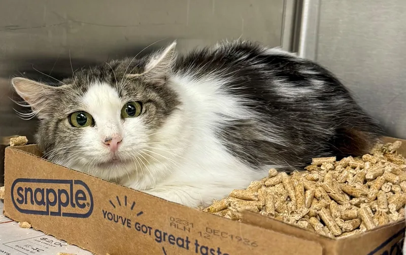 An adult medium-sized female Tabby (Brown / Chocolate) Domestic Medium Hair cat named Salva for adoption in Edison, NJ