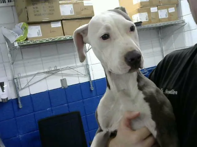 A young medium-sized female Pit Bull Terrier dog named Mia for adoption in Albuquerque, NM