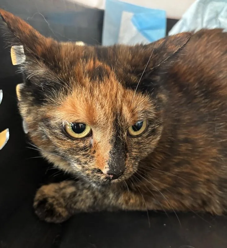An adult medium-sized female Tortoiseshell Domestic Short Hair cat named Trick for adoption in Grand Rapids, MI