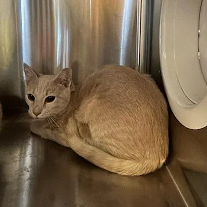 A baby small-sized male Buff / Tan / Fawn Domestic Short Hair cat named Spice for adoption in Knoxville, TN