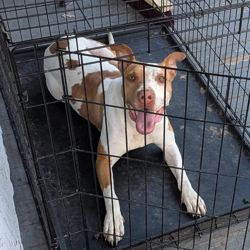 A young large-sized female Golden Pit Bull Terrier dog named Ballina for adoption in Philadelphia, PA