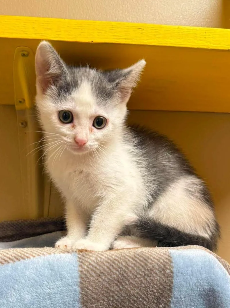 A baby medium-sized female Gray & White Domestic Short Hair cat named Cirrus for adoption in Maryville, MO