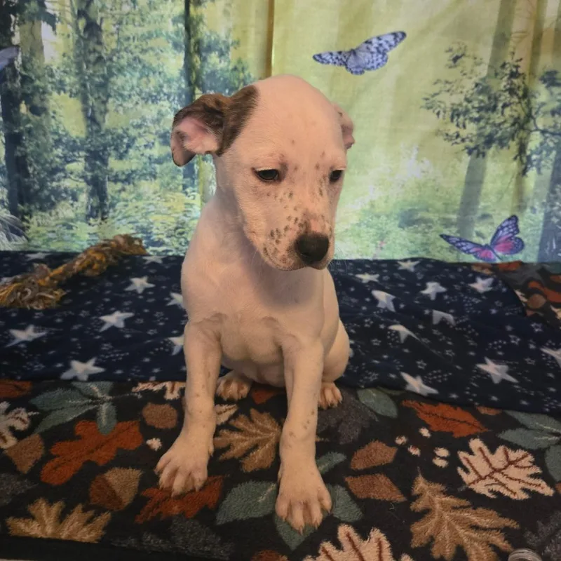 A baby medium-sized female White / Cream Hound dog named Freckles for adoption in Lima, OH