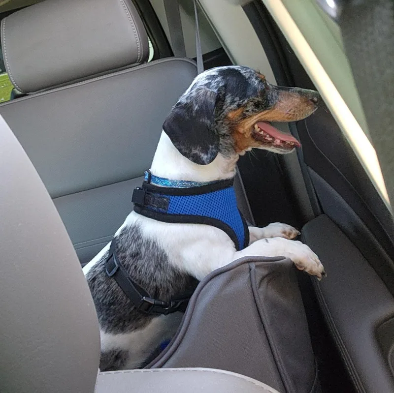 A senior small-sized female White / Cream Dachshund dog named Dolly The Doxy for adoption in Mobile, AL