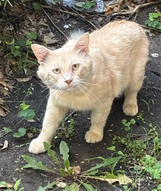 An adult medium-sized male Domestic Short Hair cat named Chester A for adoption in Plano, TX