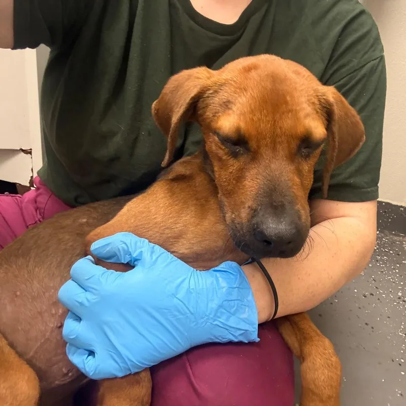 A young small-sized male Red / Chestnut / Orange Mixed Breed dog named Drac for adoption in Columbiana, AL