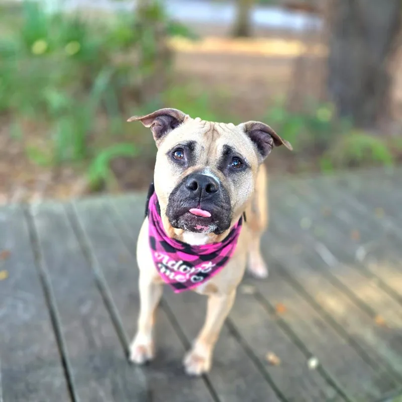 An adult medium-sized female Yellow / Tan / Blond / Fawn Mixed Breed dog named Pookie for adoption in Port Charlotte, FL