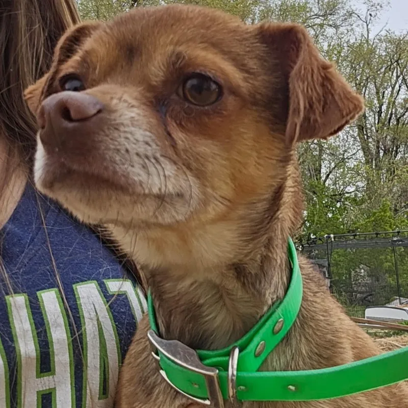 An adult small-sized male Brown / Chocolate Chihuahua dog named Percy for adoption in Idaho Falls, ID