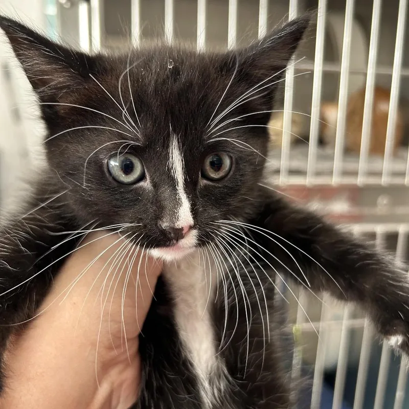 A baby small-sized female Black Domestic Short Hair cat named Ghibli for adoption in Leander, TX