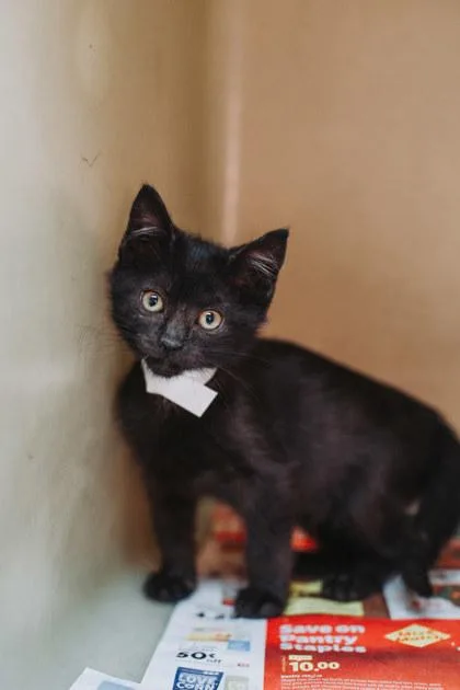 A young small-sized female Domestic Short Hair cat named A Kensington Jane for adoption in North Charleston, SC
