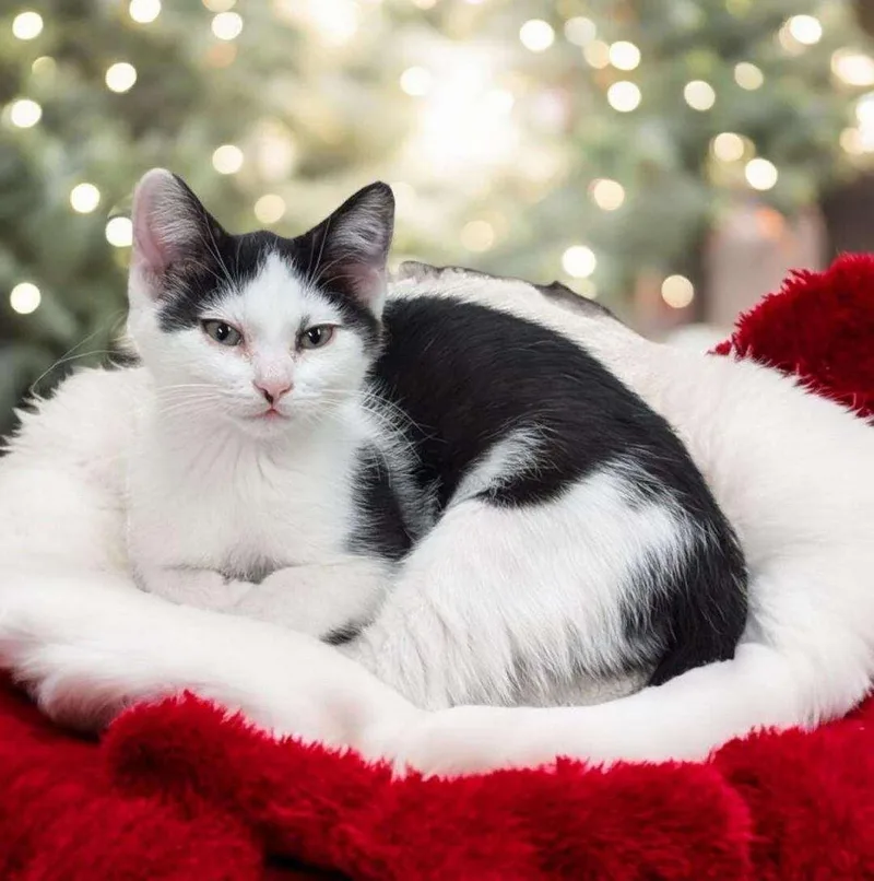 Kitt Katt thumbnail 2