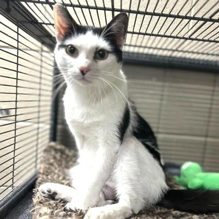 Kitt Katt thumbnail 3